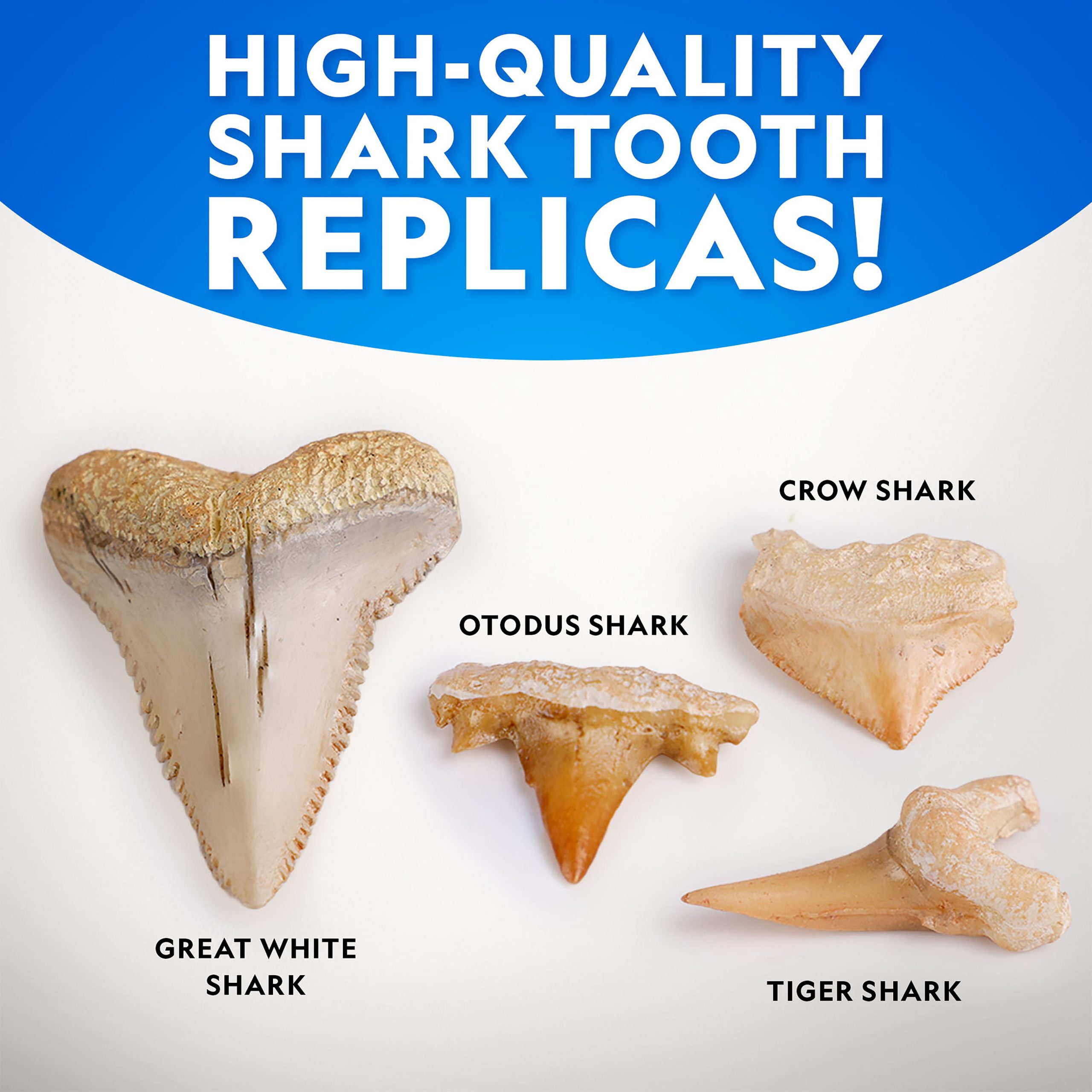 National Geographic Great White Shark Tooth Dig Kit teeth