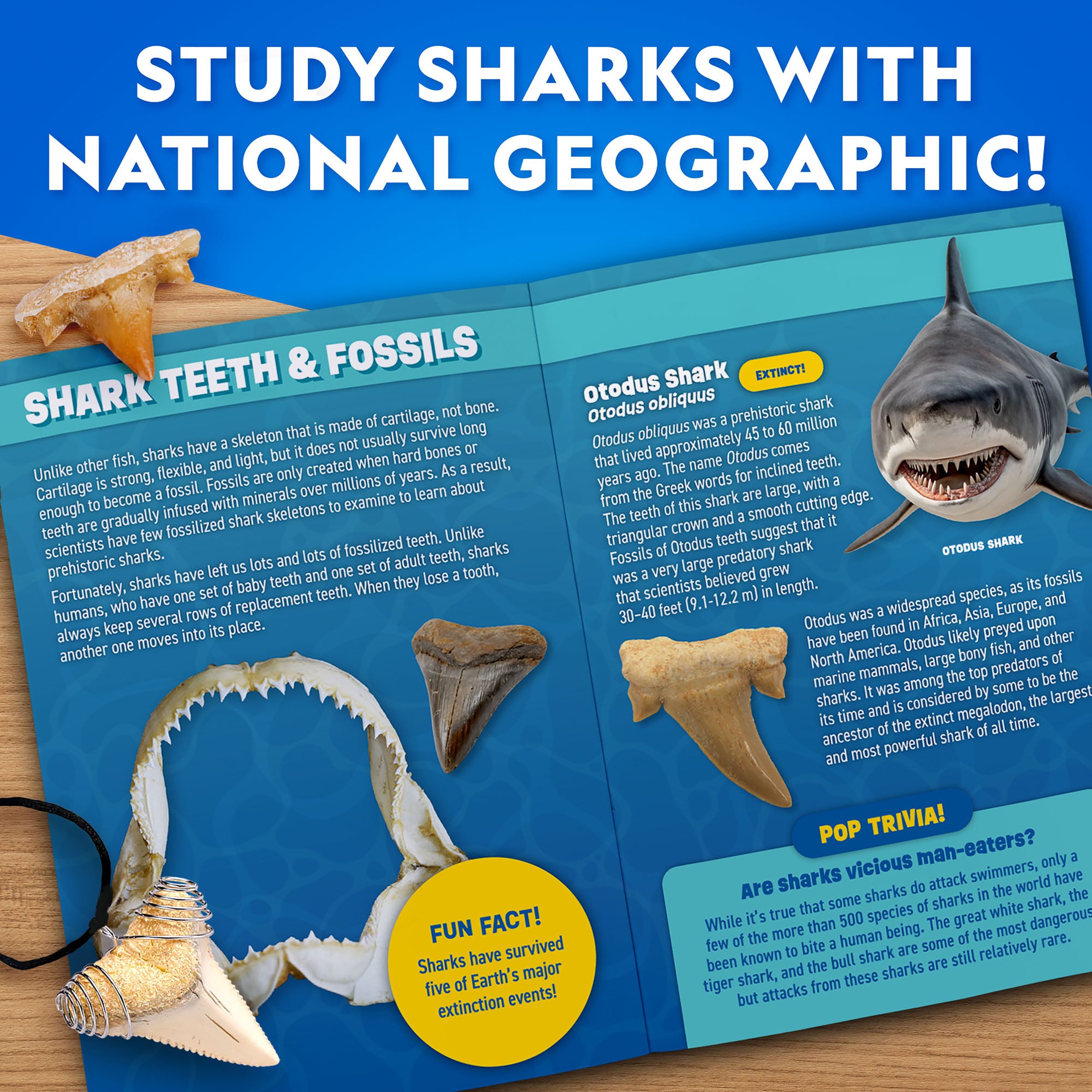 National Geographic Great White Shark Tooth Dig Kit necklace
